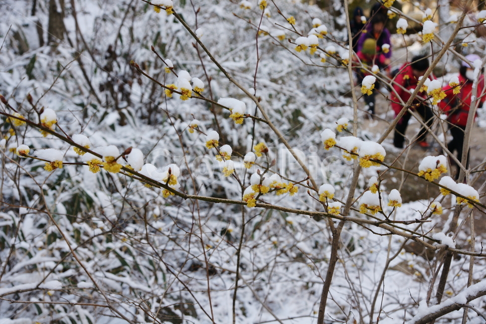 봄,겨울,생강나무,등산,마운틴,겨울,계절,winter,season