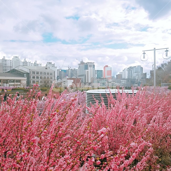 빈티지,도시,꽃,하늘,구름,분홍,분홍색