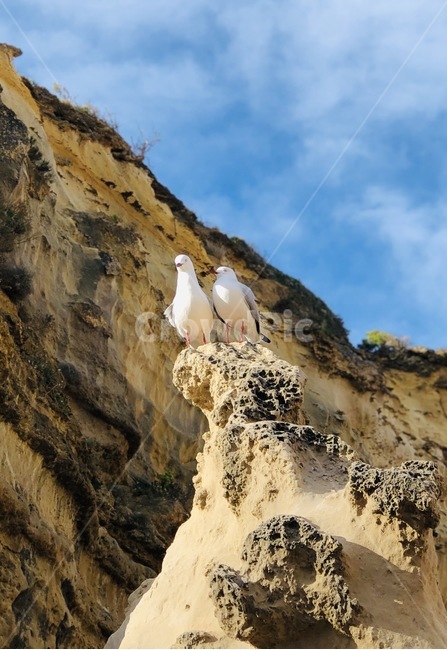 새,동물,조류,한쌍,bird,동물,animal,조류,새,birds