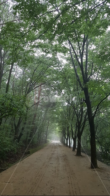 tree,나무,plant,식물,길,산속,문경세재,자연,nature,자연,풍경,nature,landscape