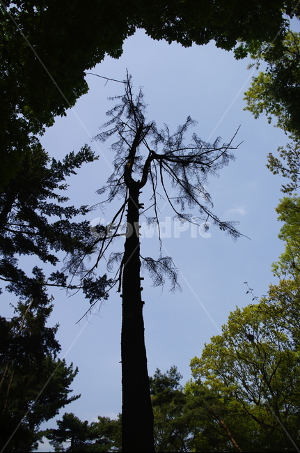 풍산가문비,소나무,나무,식물,plant,자연,nature,자연,풍경,nature,landscape,tree,fir,전나무