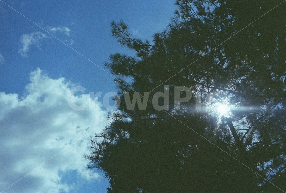 하늘,감성,필름,필름사진,필름카메라,햇빛,film,식물,자연,plants,nature,나무,trees,wood