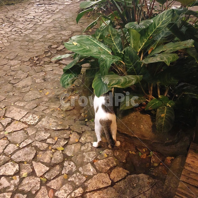 고양이,고양이엉덩이,고양이뒷모습,풀,길고양이