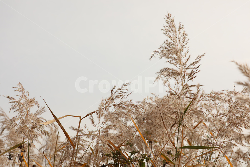 가을,갈대,바람,하늘,자연,가을,계절,fall,autumn,season,grass,잔디,plant,식물,lawn,reed