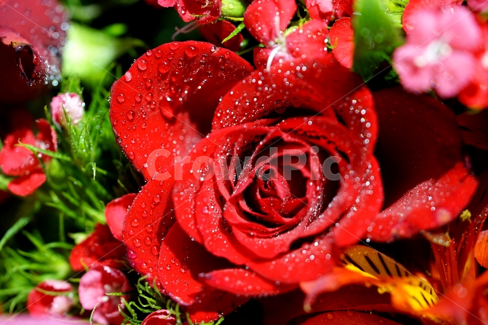붉은장미꽃,붉은장미,장미,장미꽃,화초,식물,식물,자연,plants,nature,꽃,flower