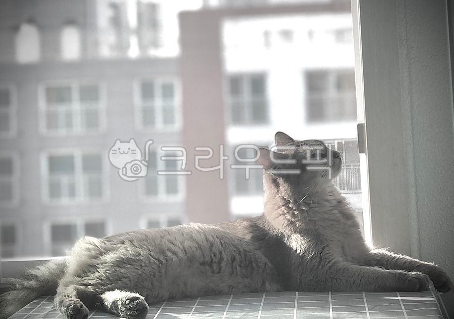Somali Rudy,Abyssinian,cat,window cat,Abyssinian Rudy