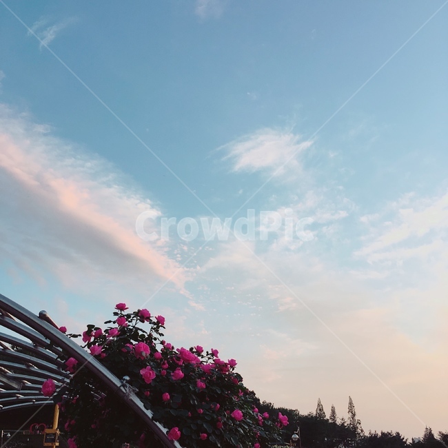 장미,꽃,풍경,분홍,자연,rose,화단,색감,노을,sunset,pink,blue,sky,나무
