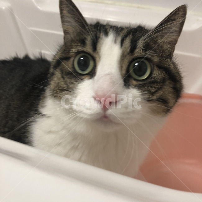 고양이,koreancat,코숏,목욕,고양이목욕,고양이목욕시키기,동물,animal,포유류,mammal,고양이,cat,kitten,kitty