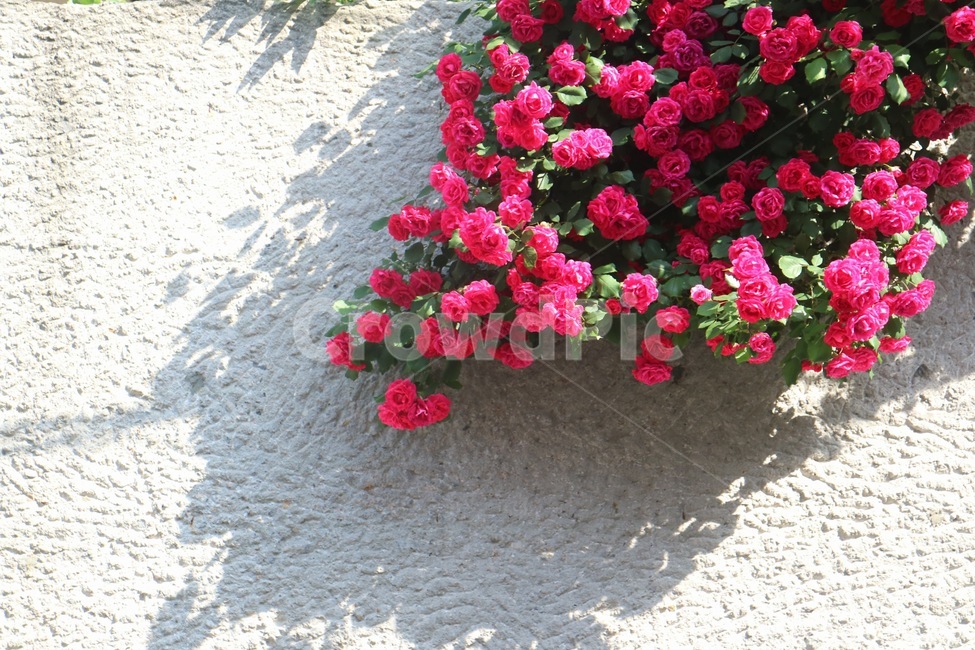 꽃,장미,자연,식물,빨간장미,봄,골목길,빛,감성사진,담벼락,5월,장미꽃,rose,flower,nature,redrose,may,plants,식물,자연,plants,nature,꽃,flower