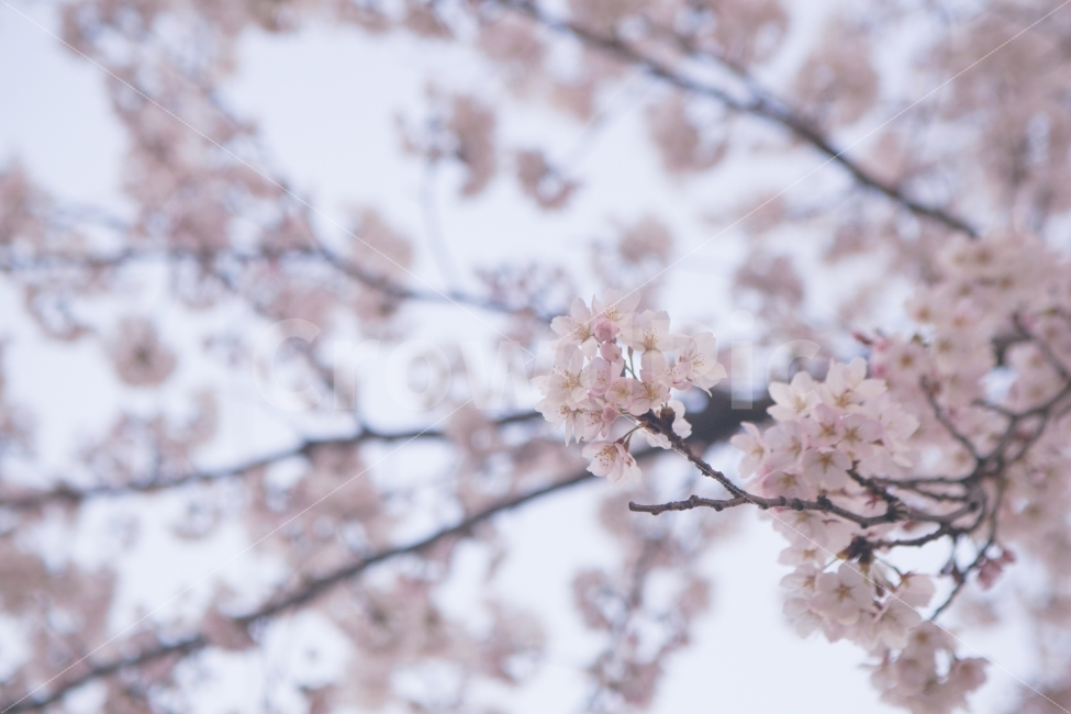 봄,벚꽃,꽃,나무,자연,풍경,풍경사진,봄사진,꽃사진,벚꽃사진,flower,flowers,cherryblossom,tree,nature,landscape,spring,식물,자연,plants,nature,봄,계절,spring,season,꽃,flower,plant