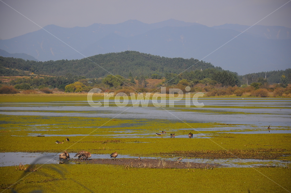 우포늪,늪,습지,오리,철새,시골,마을,풍경,landscape,country,rural,town