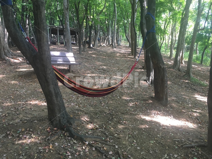 숲,해먹,숲체험,가을숲,그네,자연,풍경,nature,landscape