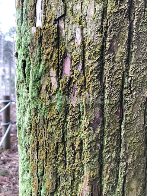 나무,숲,자연,풍경,tree