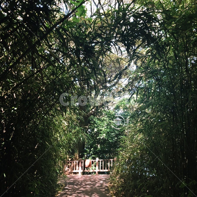 자연,그린,초록,대나무,숲,자연,풍경,nature,landscape,garden,정원,outdoors,옥외,arbour,정자