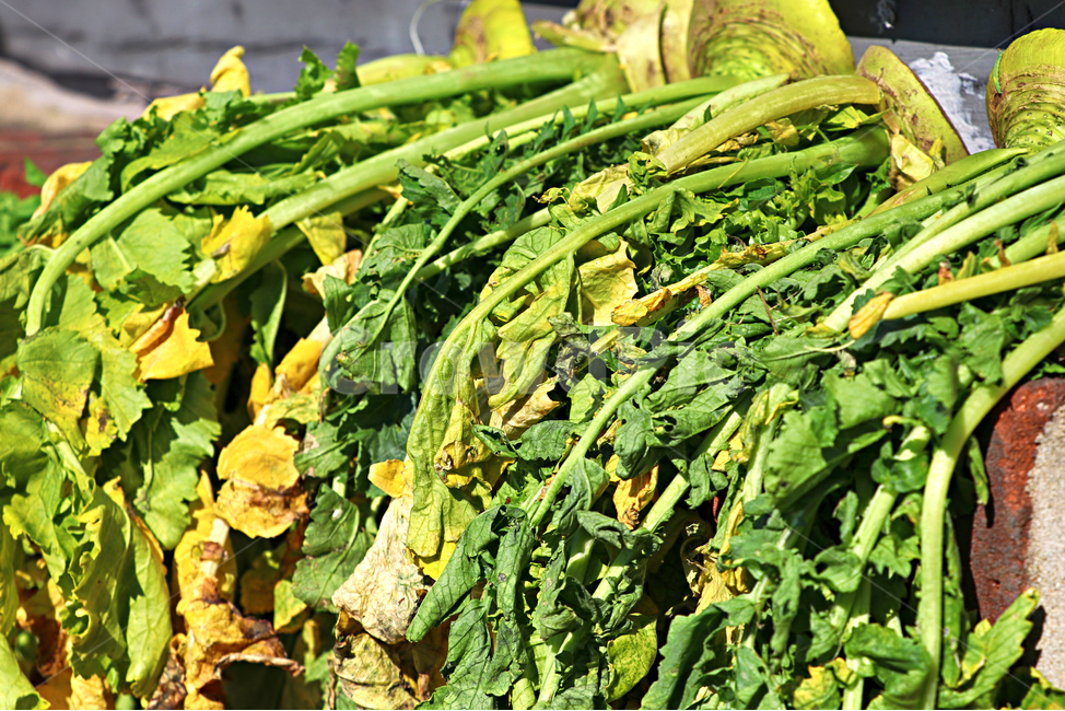 무청,무시래기,plant,식재료,식물,food,음식,produce