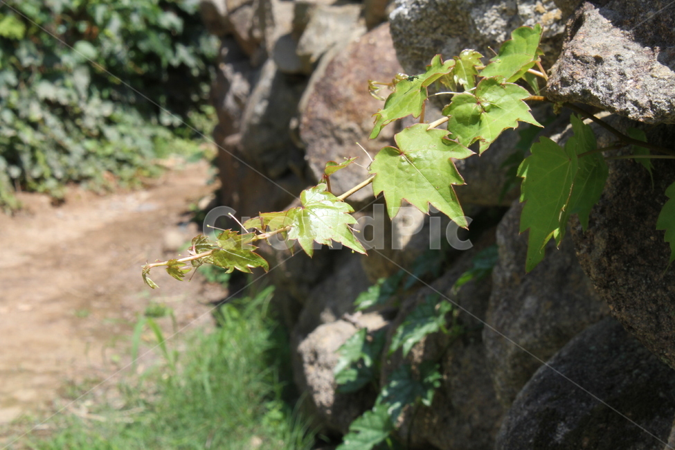 담쟁이,식물,덩굴식물,돌담,Ivy,Bostonivy,자연,풍경,nature,landscape,식물,plants,plant,leaf,잎,tree,나무