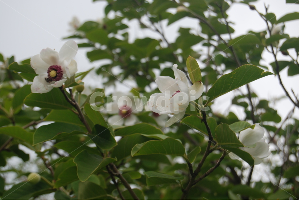 계방산,자연,휴양림,공원,봄,식물,자연,plants,nature,꽃,flower