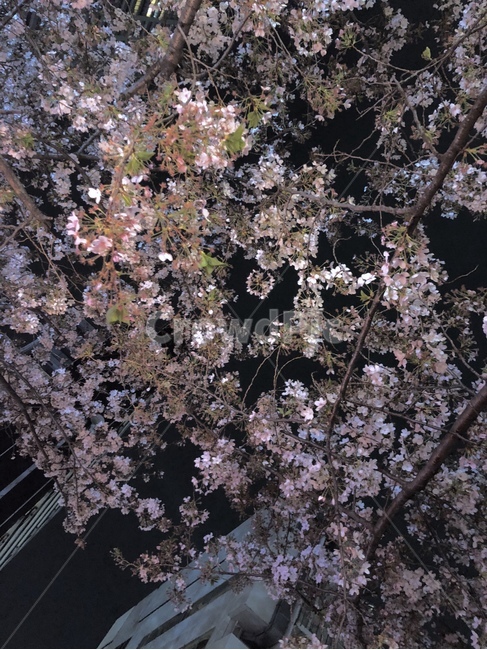 일본,도쿄,벚꽃,봄,벚꽃축제,야경,조명,아름다운,풍경,감성