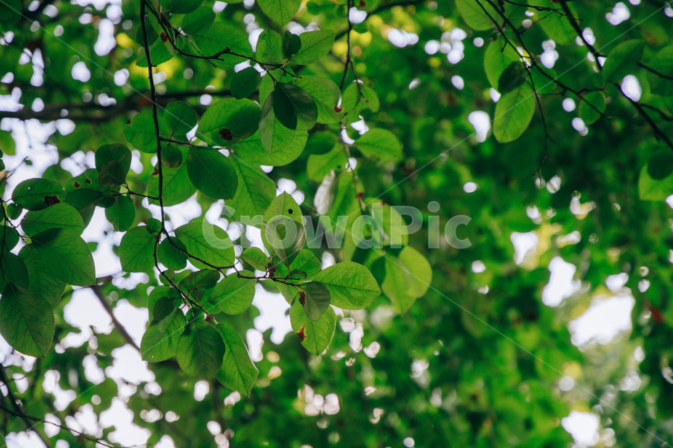 자연,식물,초록,나무,싱그러운,햇살,햇볕,tree,식물,자연,plants,nature