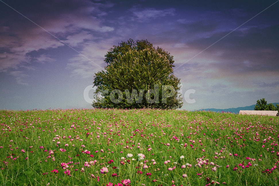 나무,안성,안성팜랜드,풍경,하늘,자연,풍경,nature,landscape,grassland,목초지,field,들,outdoors,옥외,rural,농촌,farm,농장,meadow