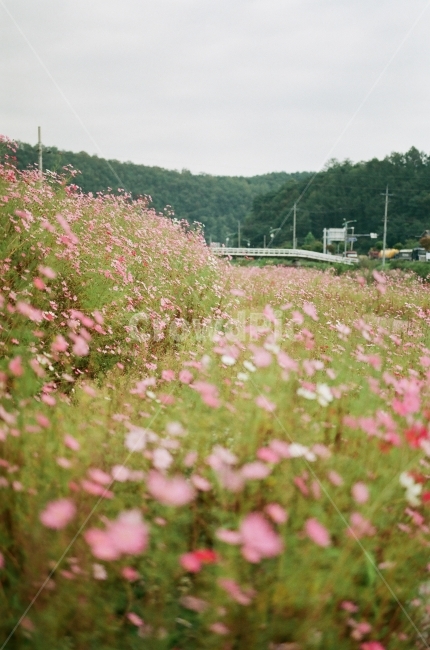 코스모스,가을,가을꽃,꽃,단양,가을,계절,fall,autumn,season,자연,풍경,nature,landscape,outdoors,옥외,grassland,목초지,field,들,meadow,farm,농장,rural,농촌