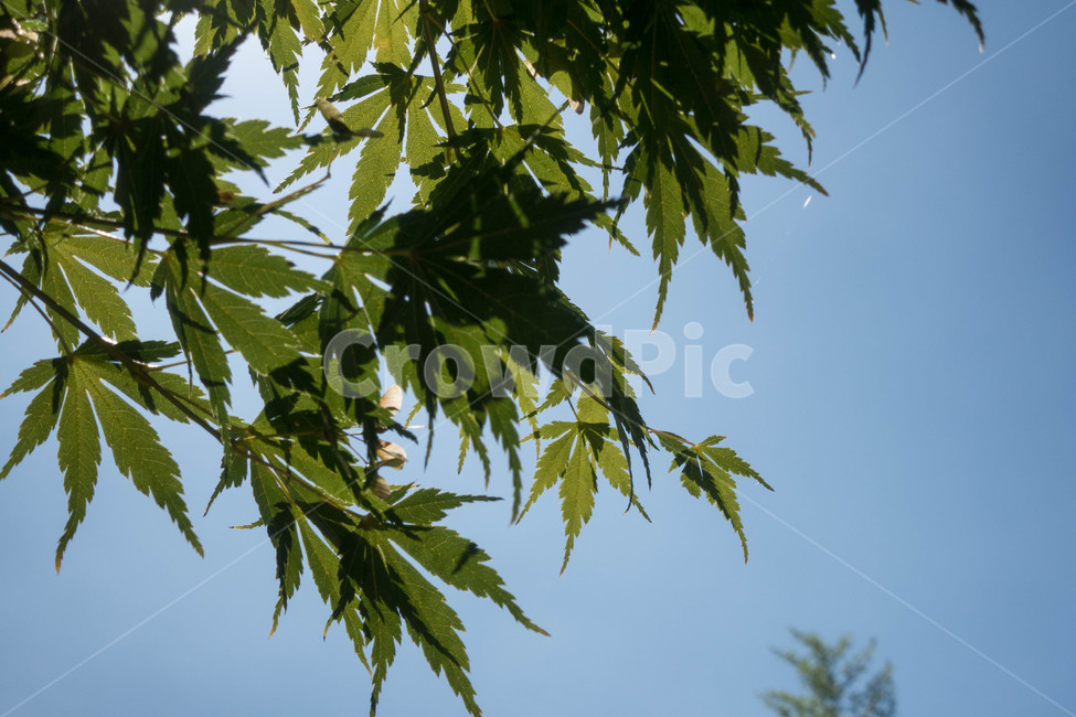 가을,식물,plant,잎,leaf,tree,나무,식물,자연,plants,nature
