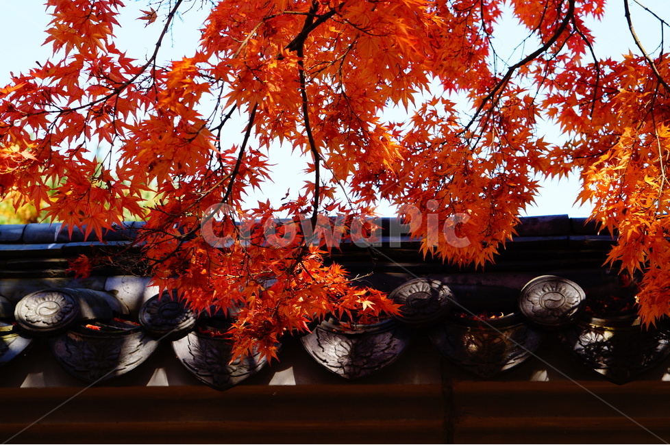 단풍,가을,풍경,빛,해,나무,가을,계절,fall,autumn,season,한국전통,한국문화,korean traditional,korean culture,식물,자연,plants,nature,나무,trees,wood,건축물,건물외관,exterior,building,structure,architecture,construction,leaf,잎,plant,tree,maple