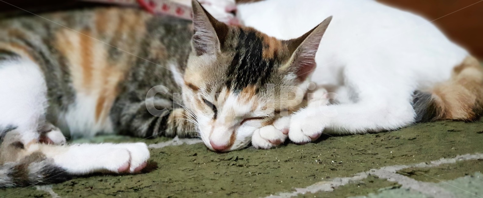 고양이,동물,애완동물,냐옹이,귀여움,휴식,낮잠,평온,친구사이,동물,animal,포유류,mammal,고양이,cat,kitten,kitty