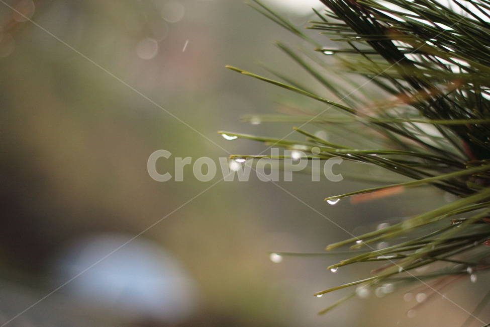 tree,나무,전나무,빗방울,비,식물,소나무