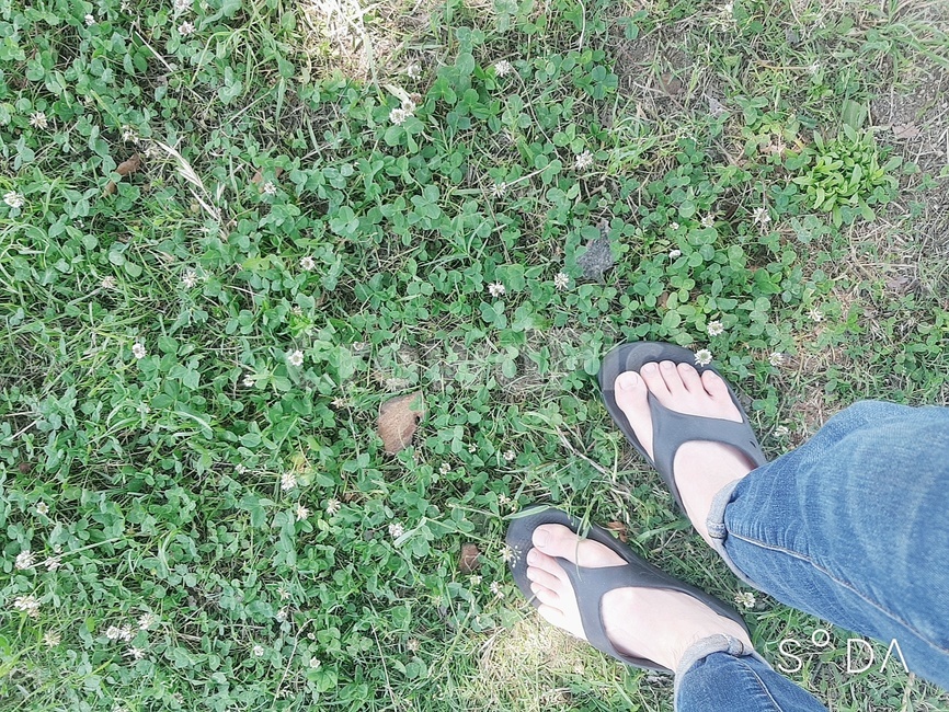 네잎클로버,산책,풀밭,산뜻한,풀내음