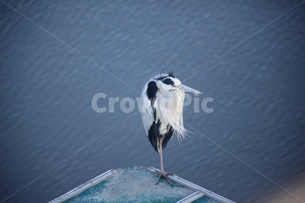 왜가리,새,조류,야생동물,heron,고독,동물,animal,조류,새,birds