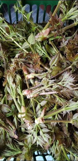 plant,식물,두릅,봄나물,spring