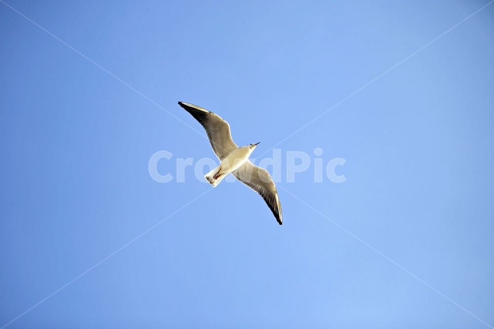 갈매기,seagull,새,감성사진,바다,동물,animal,조류,새,birds