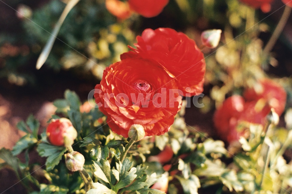 봄,꽃,자연,색감,감성사진,화려한,꽃밭,필름사진,빈티지,아날로그,봄꽃,spring,flower,nature,라눙쿨루스,라넌큘러스,ranunculus,고고한,수려한,꽃잎,꽃봉오리