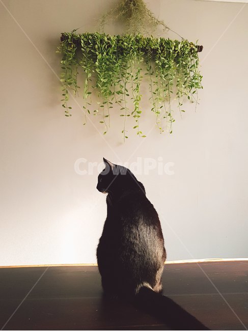 고양이,턱시도고양이,집사,요염,반려묘,동물,animal,포유류,mammal,고양이,cat,kitten,kitty