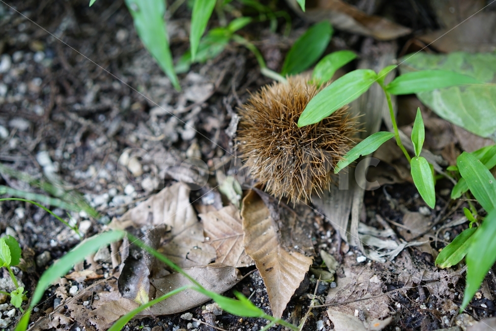 가을,밤,밤송이,식물,열매,계절,가시,견과류,자연,풍경사진,느낌,감성사진,까시,시간,세월,가을,계절,fall,autumn,season,음식,식재료,요리,food,cook,meal,dishes,food reserves,plant,leaf,잎