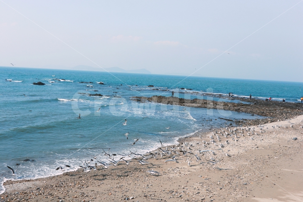바다,해수욕장,갈매기,바람,파도,배경화면,바탕화면,Sky,Blue,Wing,Sea,자연,풍경,nature,landscape,해변,바다,beach,sea,동물,animal,조류,새,birds,road,도로,gravel,자갈,dirt road,흙길,water,물