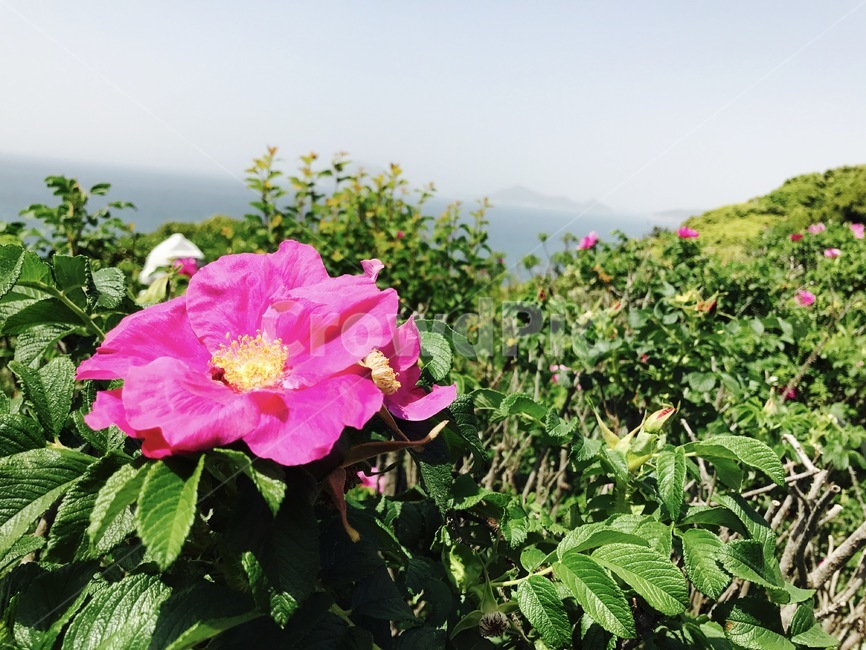 해당화,분홍꽃,여름꽃,sweetbrier,flower