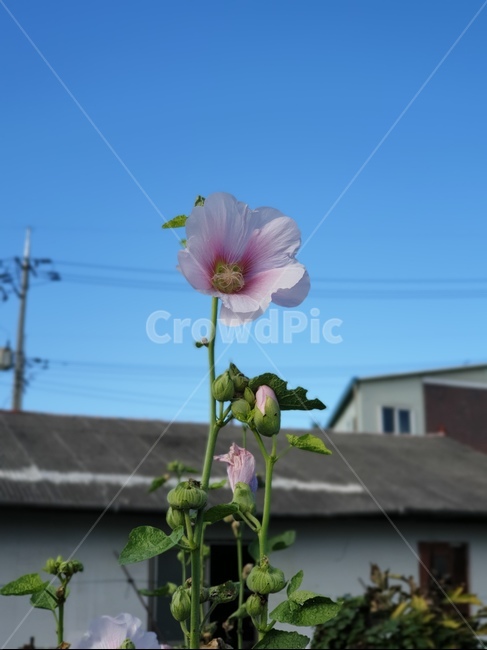 무궁화,자연,꽃,식물,flower,blossom,plant,식물,자연,plants,nature,꽃,flower