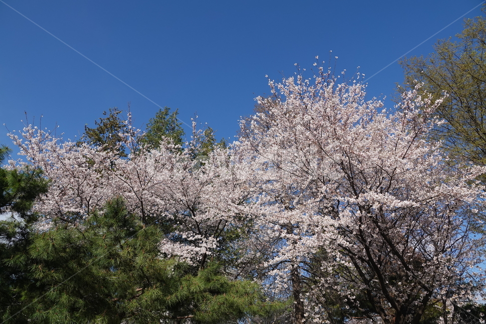 plant,식물,flower,blossom,꽃,나무,trees,wood