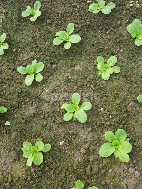 새싹,농업,농사,배추,평온,모종,산업,industry,industrial,농업,농사,agriculture,farming,farming industry