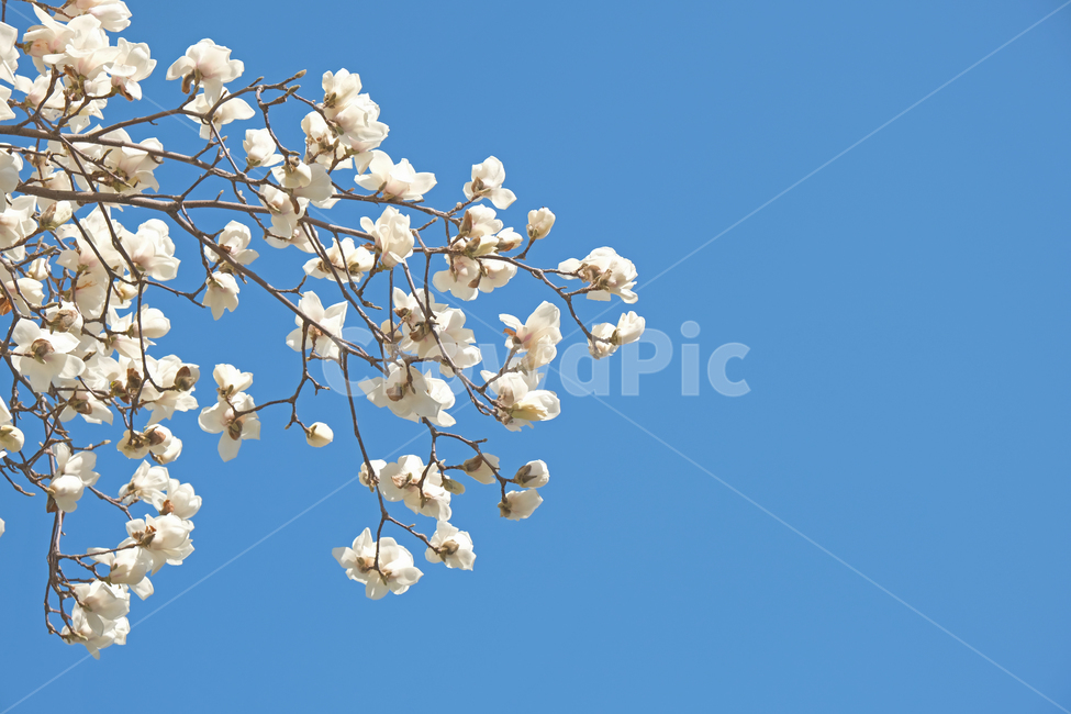 목련,꽃,봄꽃,나무,하늘,봄,계절,spring,season,식물,자연,plants,nature,꽃,flower,plant