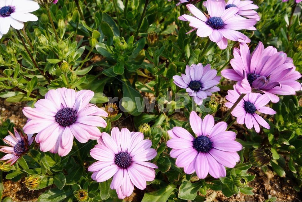 꽃놀이,봄,꽃,식물,꽃잎,보라색꽃,보라색,감성,설레임,청순,purple,purpleflower,plant,flower,spring
