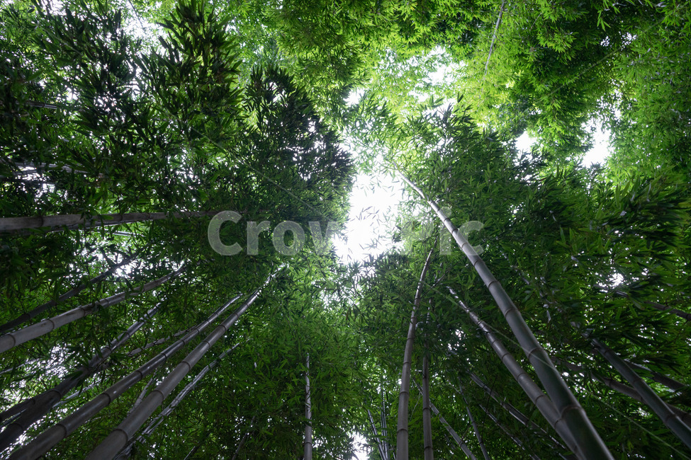 대나무,자연,풍경,하늘,대나무숲,초록빛,자연,풍경,nature,landscape,나무,trees,wood,plant,식물