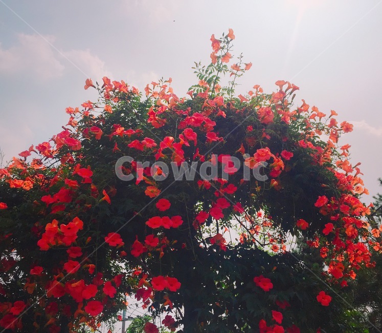 능소화,꽃,여름,하늘,식물,자연,식물,자연,plants,nature,꽃,flower