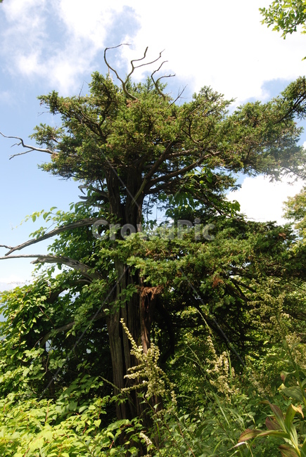 summer,hikingtrail,cloud,tree,하늘,식물,자연,plants,nature,나무,trees,wood
