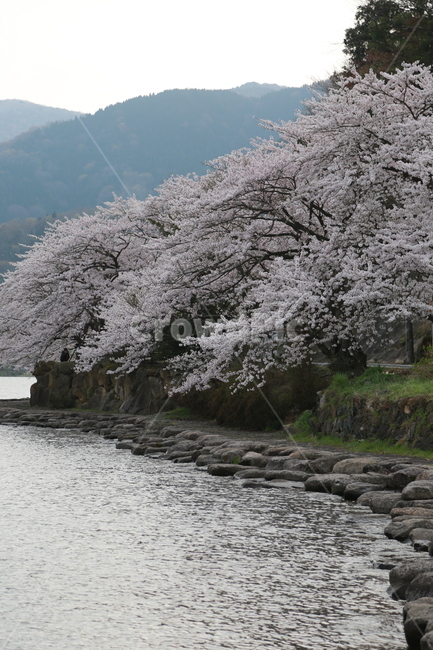 벚꽃,사쿠라,벚꽃축제,축제,들꽃,야생화,호수,봄,봄,계절,spring,season,자연,풍경,nature,landscape,plant,식물