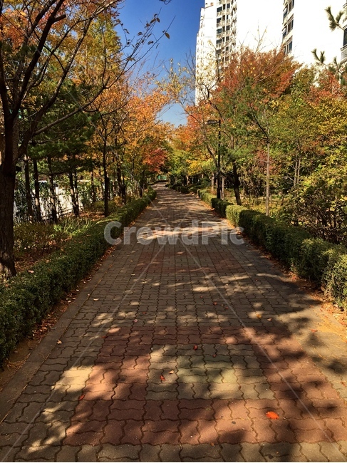 집,길,나무,보도블럭,초록,하늘,파랑,빨강,단풍,그림자,가을,계절,fall,autumn,season,도시,풍경,city,landscape,path,통로,walkway,보도,tree,plant,식물