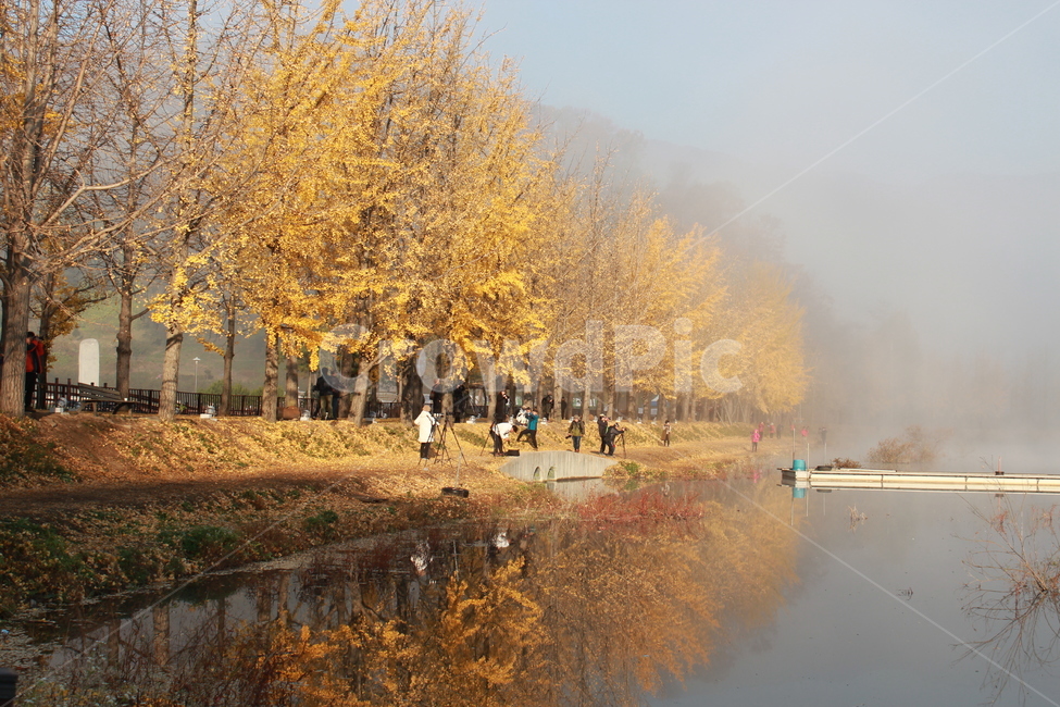 nature,자연,weather,날씨,human,인간,person,사람,은행나무,물안개,반영,가을,단풍,가을,계절,fall,autumn,season,outdoors,옥외