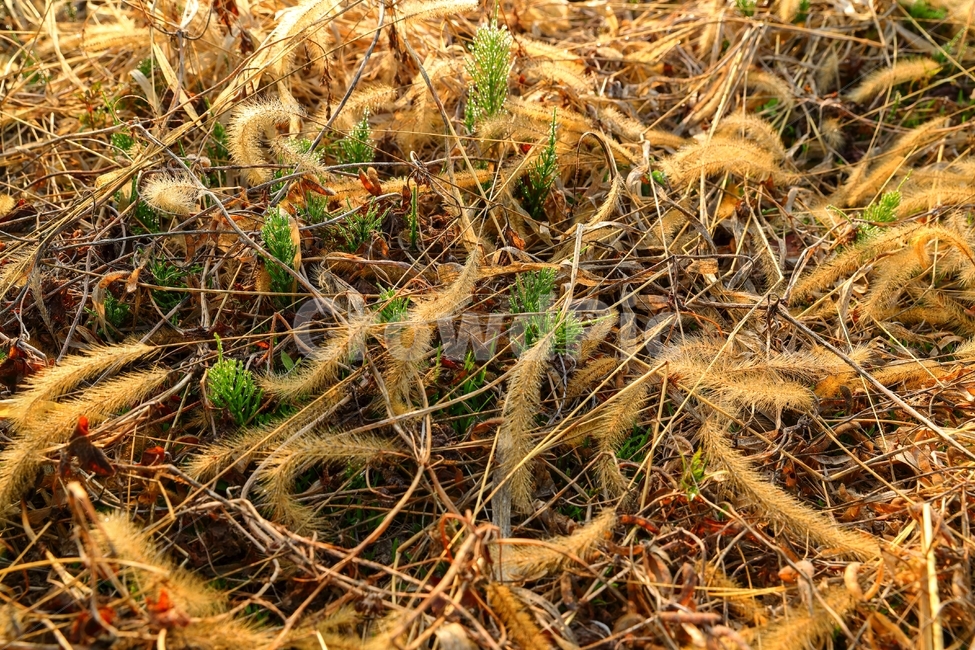 두물머리,습지,땅,낙엽,아침,가을,계절,fall,autumn,season,식물,자연,plants,nature,ground,바닥,plant